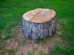 How Our Tree Care Process Works  in  Wiggins, MS